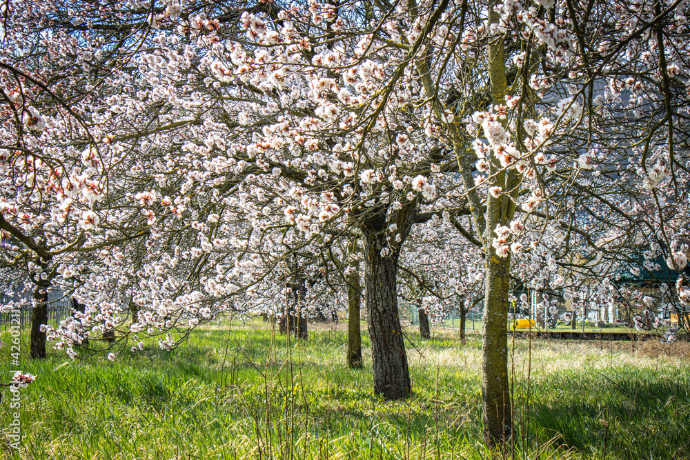 apricot trees in bloom, orchard, wachau, austria, marillenblüte apricot trees in bloom, orchard, wachau, austria, marillenblüte