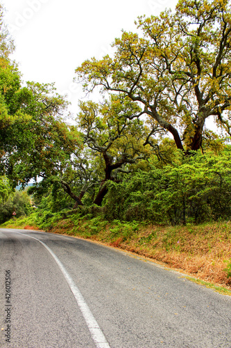 Road crossing Cork oak forest in Arrabida Mountains