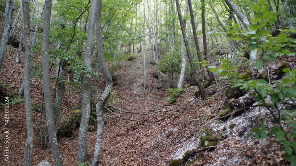Sentiero nel bosco sul monte strega