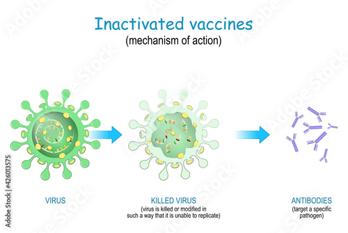 Inactivated vaccines. mechanism of action