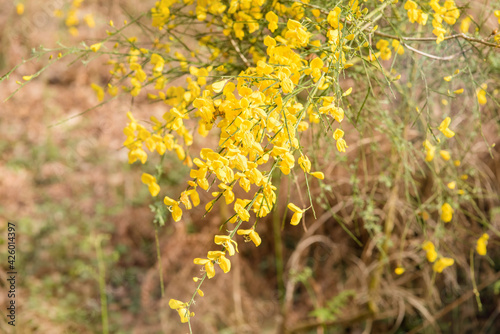 blooming wild broom in the forest
