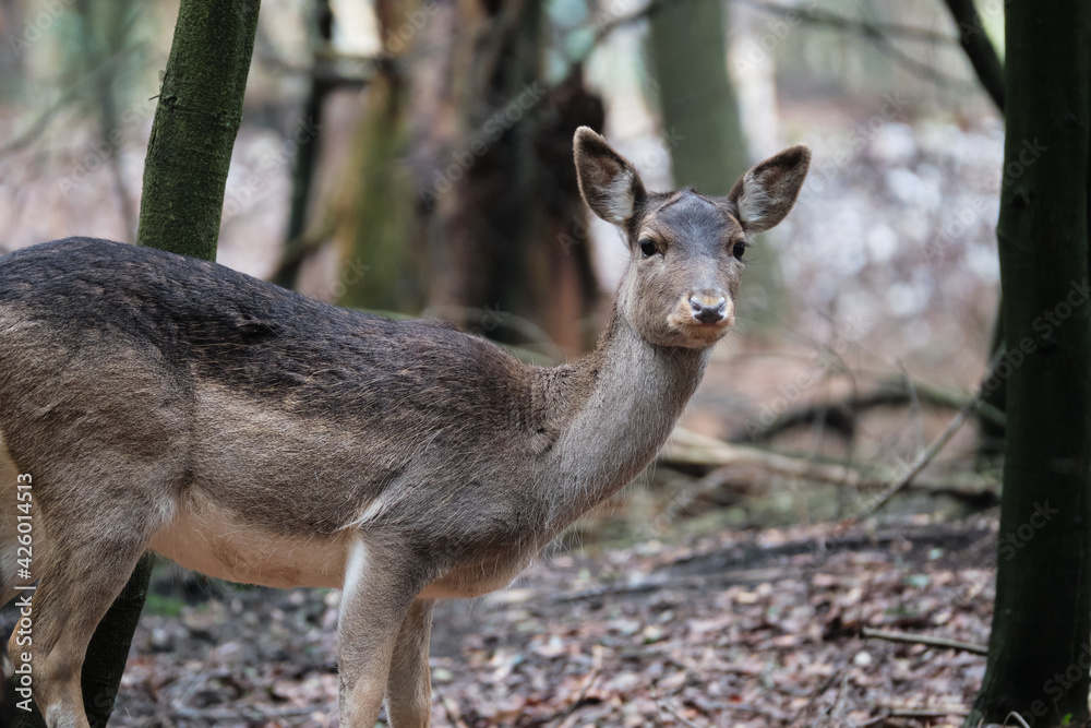 Portrait of a beautiful deer inside the wood