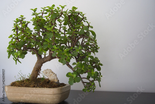 Small bonsai tree at home in a white planter. Gardening concept. Plant isolated on a white background with copy space.	