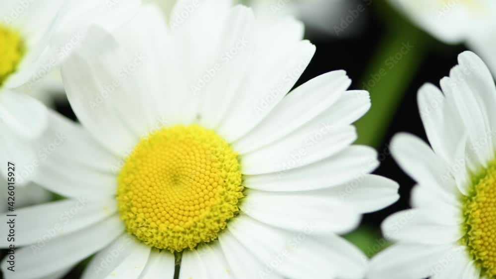 Close-up of bouquet wild chamomile flowers on the black key ready background. Slow rotation motion. Macro view. Close-up of bouquet wild chamomile flowers on the black key ready background. Slow rotation motion. Macro view.