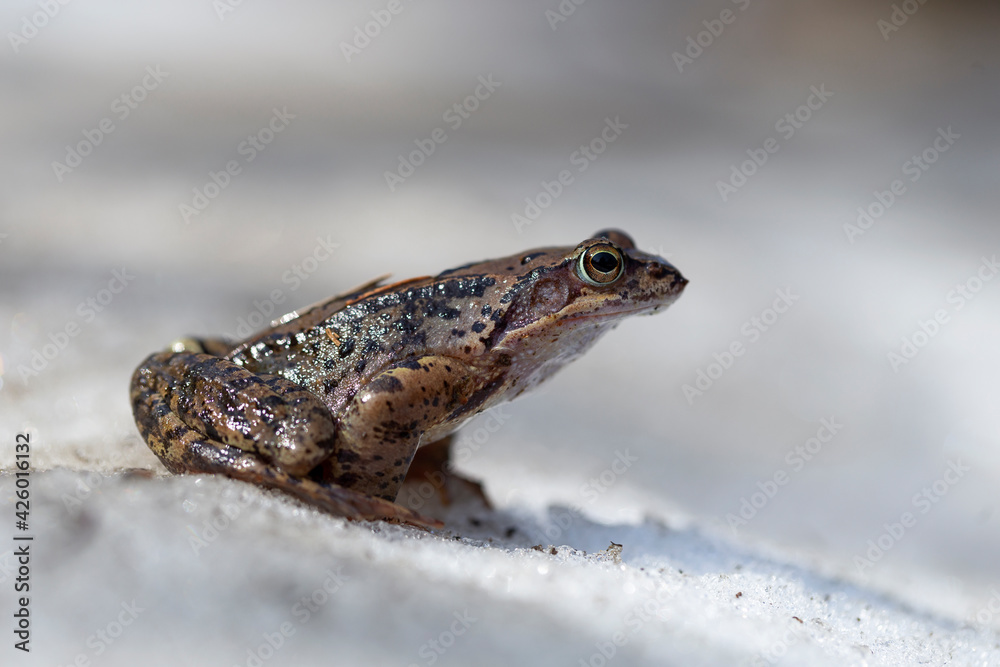 The common frog (Rana temporaria), also known as the European common frog, European common brown frog, or European grass frog, is a semi-aquatic amphibian of the family Ranidae. The common frog (Rana temporaria), also known as the European common frog, European common brown frog, or European grass frog, is a semi-aquatic amphibian of the family Ranidae.