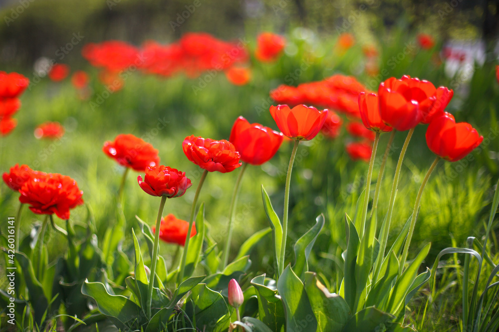 Fototapeta premium Buds of red tulips with fresh green leaves in soft lights, sun rays with place for your text. Hollands tulip bloom in an orangery in spring season. Floral banner for a floristry shop.
