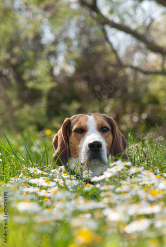 Foto portrait of a beagle harrier dog sitting on daisy flowers meadow