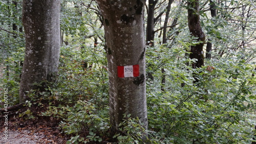 Sentiero nel bosco sul monte Strega