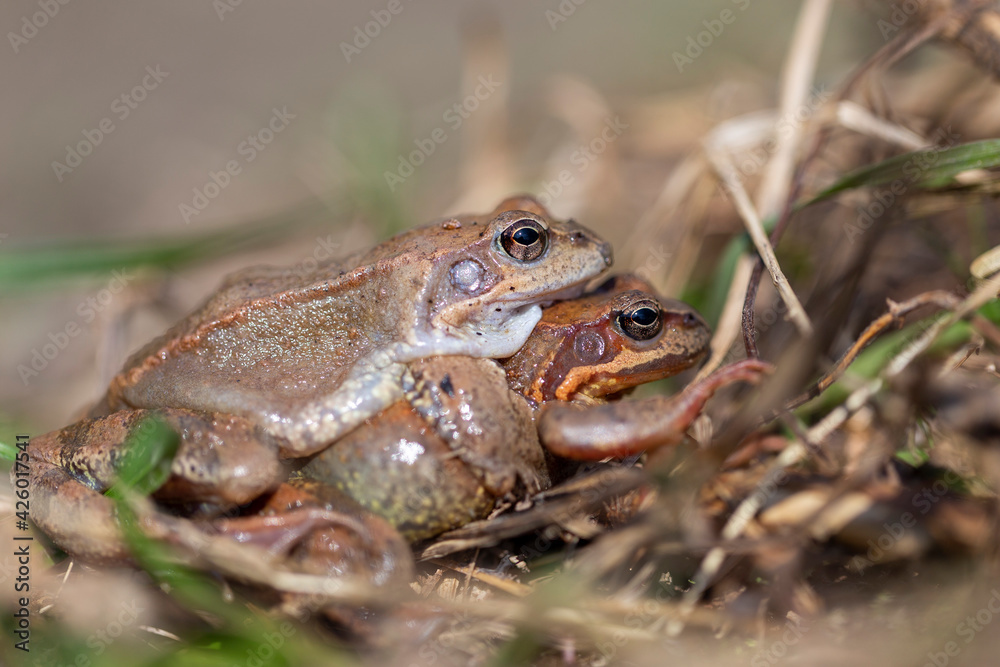 The common frog (Rana temporaria), also known as the European common frog, European common brown frog, or European grass frog, is a semi-aquatic amphibian of the family Ranidae. The common frog (Rana temporaria), also known as the European common frog, European common brown frog, or European grass frog, is a semi-aquatic amphibian of the family Ranidae.