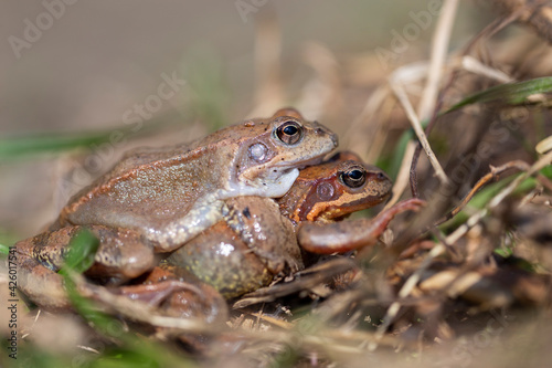 The common frog (Rana temporaria), also known as the European common frog, European common brown frog, or European grass frog, is a semi-aquatic amphibian of the family Ranidae.