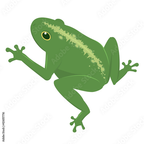 vector illustration of a green frog isolated on a white background