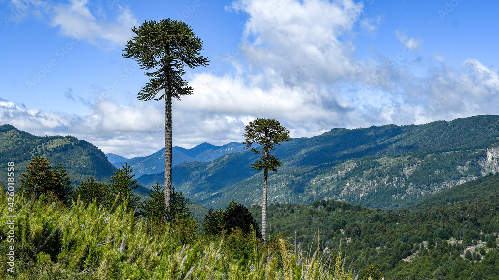 Obraz premium araucania