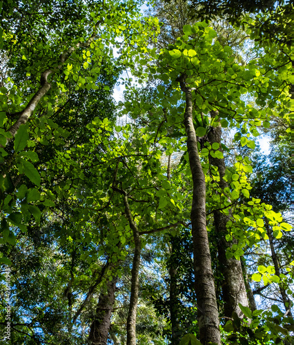 Fototapeta Naklejka Na Ścianę i Meble -  Rainforest trees in the Bunya Mountains. Bright green foliage in tall trees looking up to the sky.