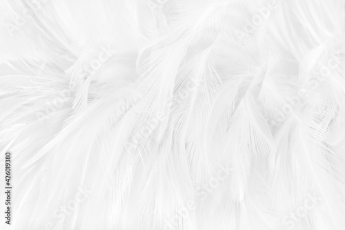 Beautiful white grey bird feathers pattern texture background. © Nattha99