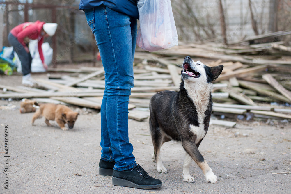 woman and dog. girl feeds stray dog on the street. animal care concept, homeless problem, veterinary medicine, volunteer assistance. kind, playful animal. black and white dog asks for food. close-up