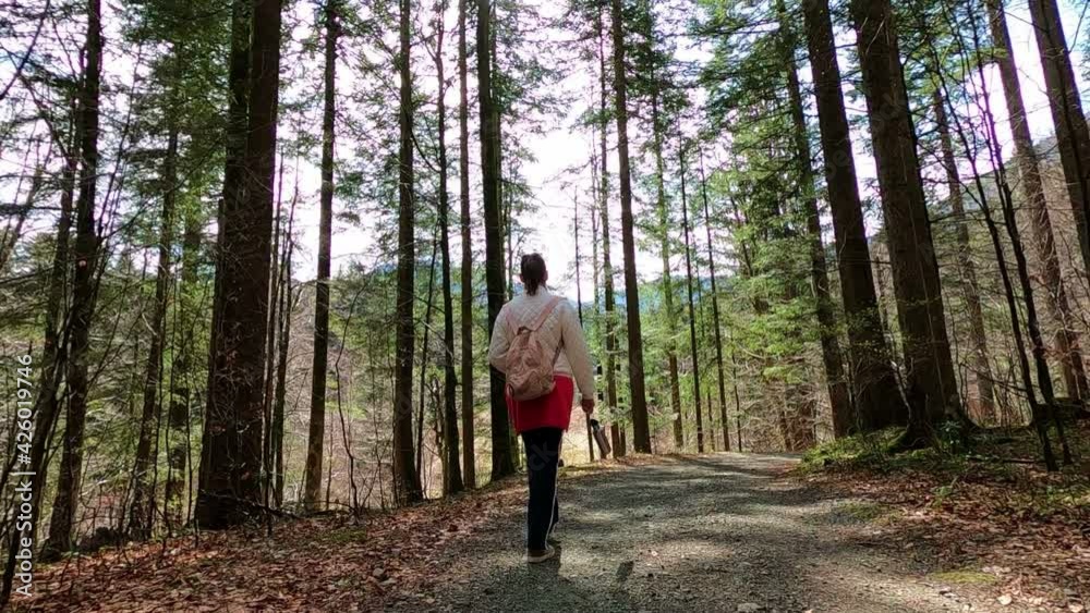 Rear back view of female hiker walking with backpack through dense forest - 4K footage. Rear back view of female hiker walking with backpack through dense forest - 4K footage.