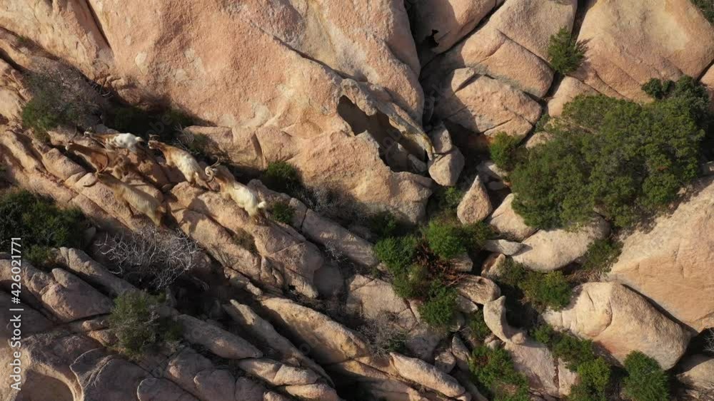 Fly Around Ibex Herd Escapes On A Rocky Hill 4K Video
Fly Around Ibex Herd Escapes On A Rocky Hill 4K Video