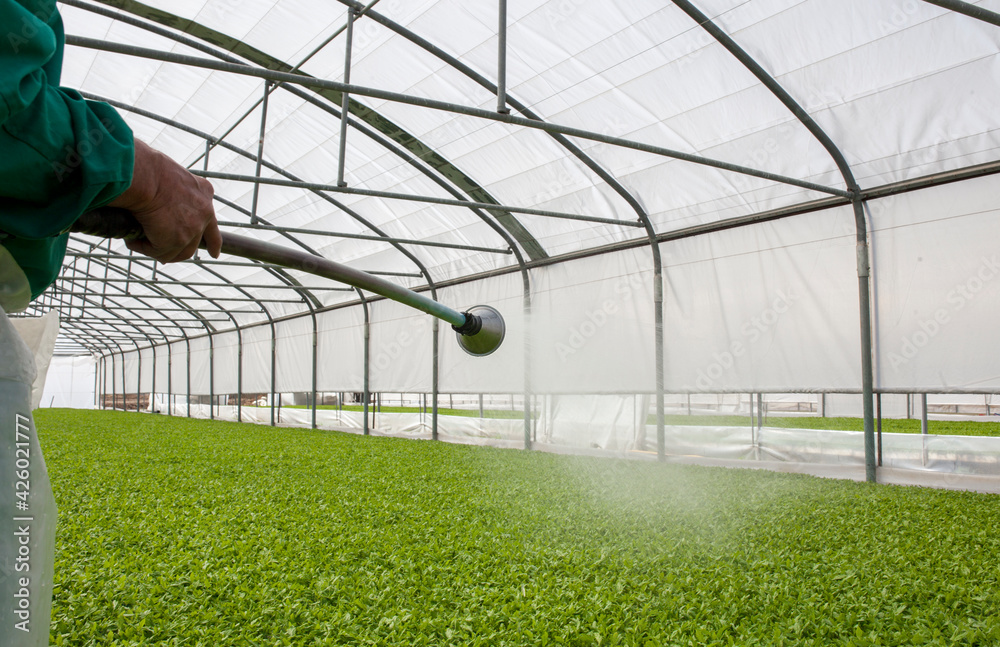 Worker watering tomato seedlings plants at greenhouse