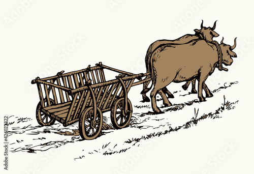 Empty cart drawn by oxen. Vector drawing