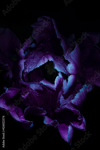 Purple tulip flower with water drops under Ultraviolet light on a dark background. UV, fluorescent.