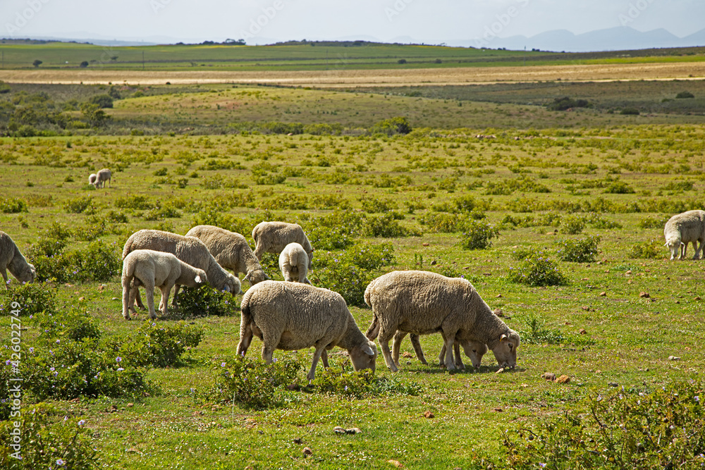 Afrino sheep grazing in lush field Afrino sheep grazing in lush field