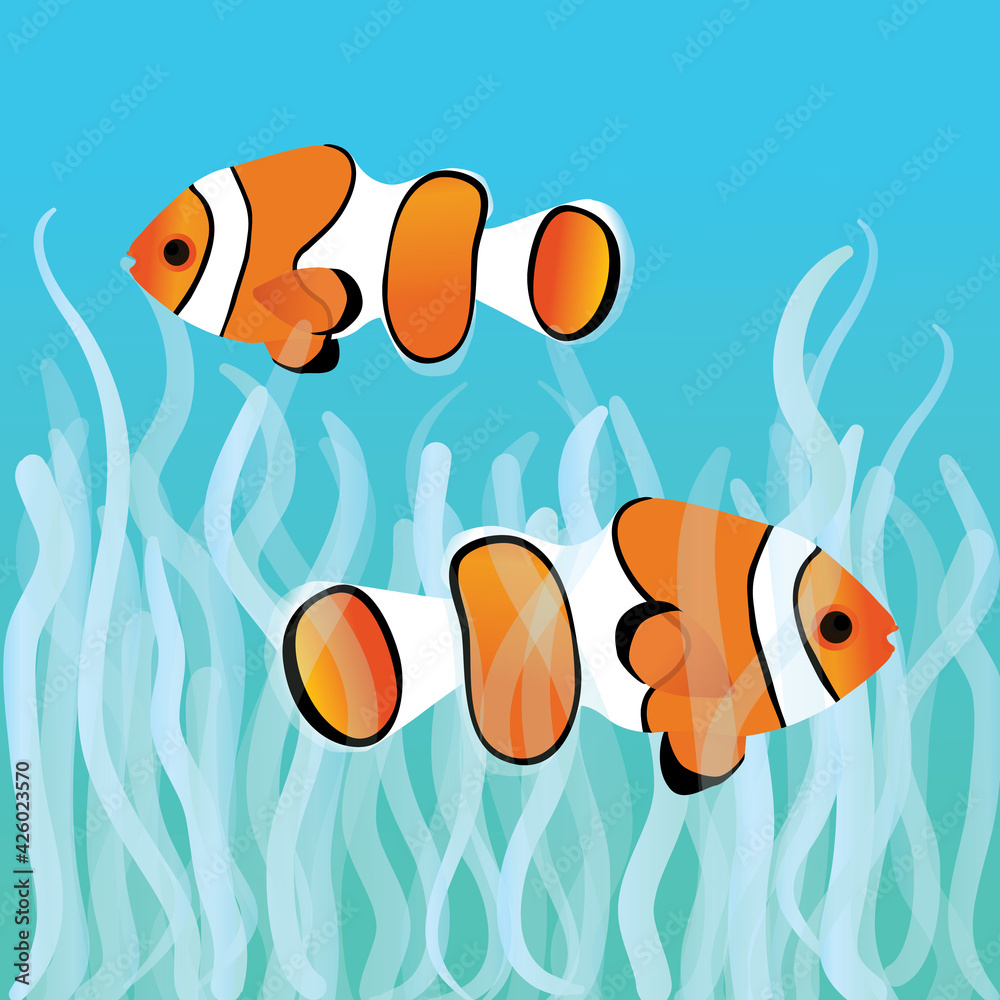 Fototapeta premium Two clownfishes swimming between sea anemones