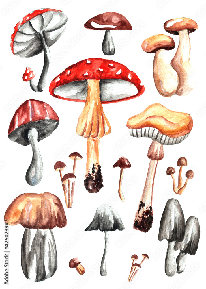 Mushroom set of watercolor illustrations. White mushroom, chanterelles, honey agarics, mushrooms, fly agarics, morels. Botanical set.