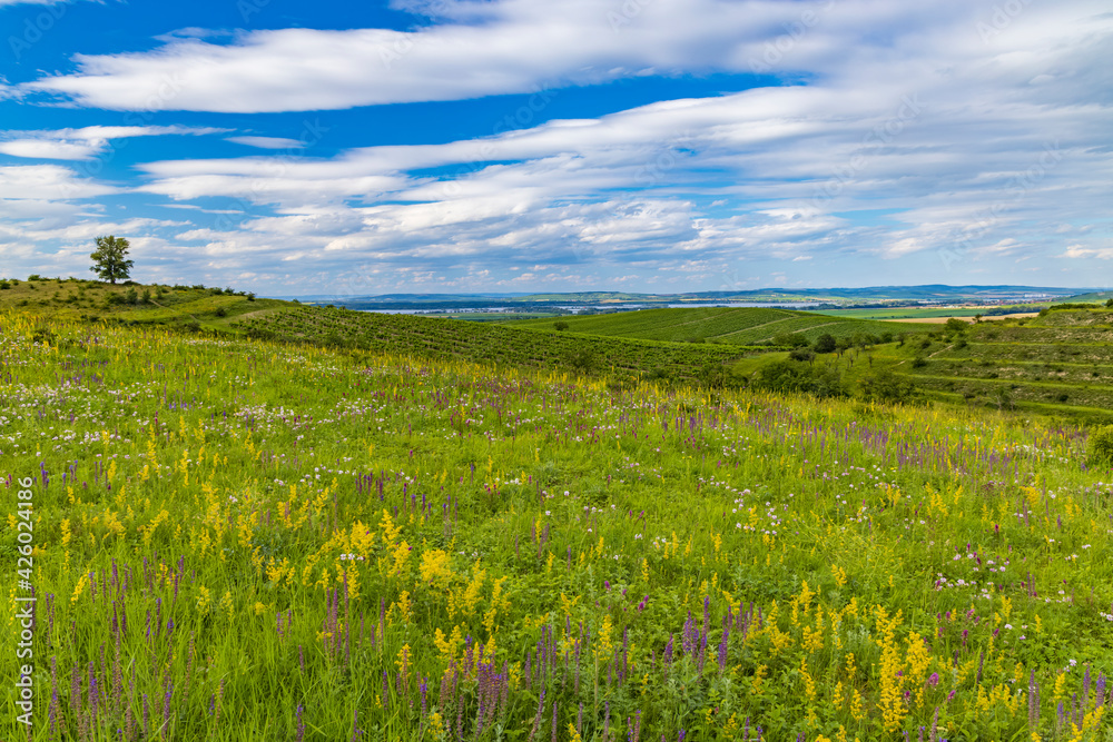 Palava landscape near Dolni Dunajovice, Southern Moravia, Czech Republic