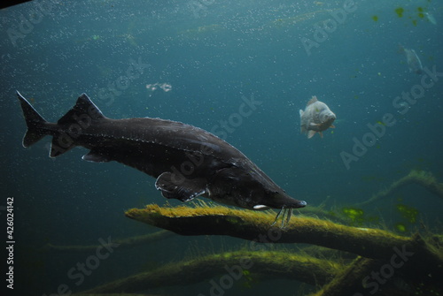 fish in aquarium