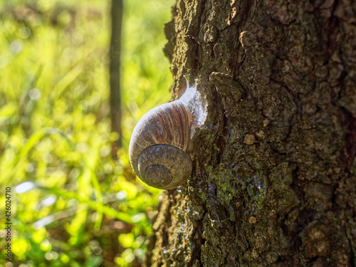 big snail crawls over tree