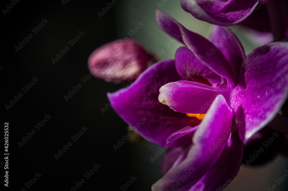 close up of purple orchid flower