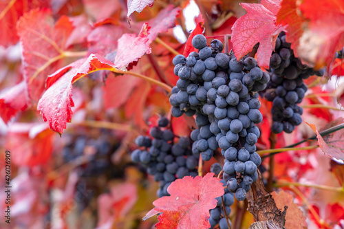 Blue grapes Alibernet in autumn vineyard, Southern Moravia, Czech Republic