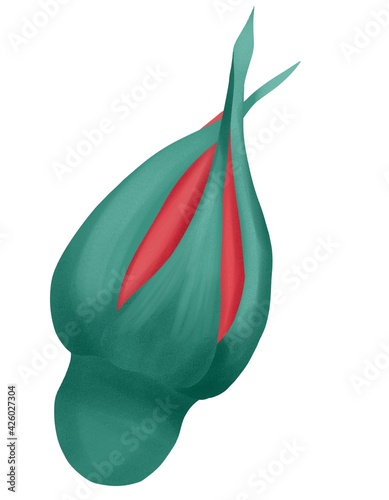 Roses flower illustration isolated on white background