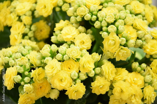 Yellow kalanchoe flowers  blooming beauty