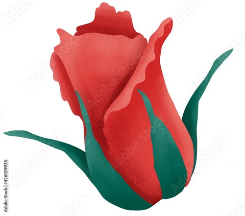 Roses flower illustration isolated on white background