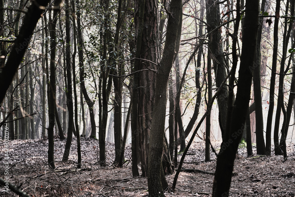 Beautiful view of the light passing through the woods Beautiful view of the light passing through the woods
