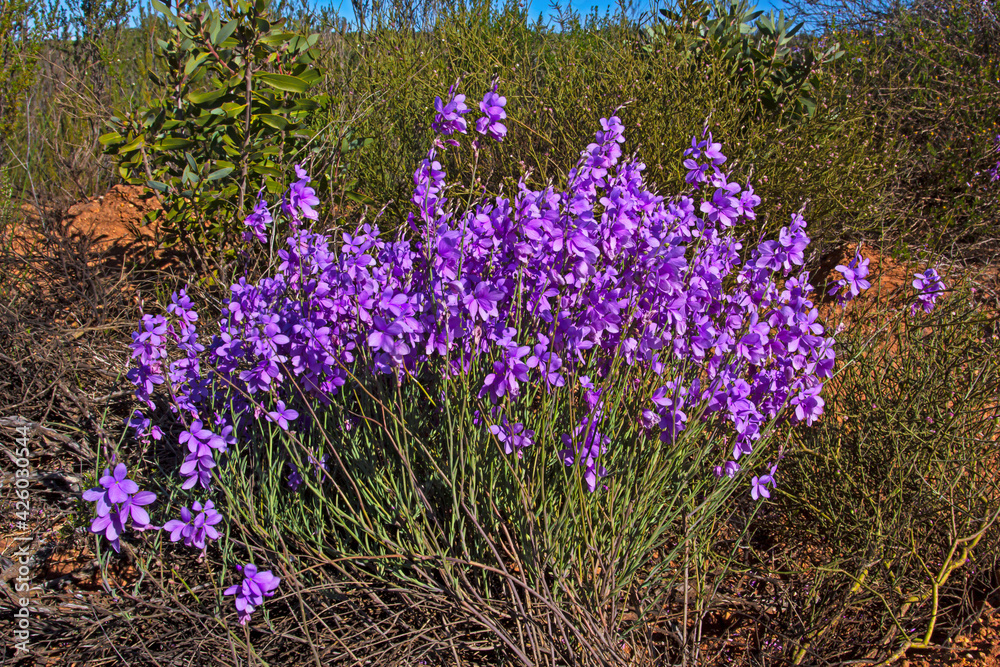 Delicate purple flowers on bush, Gifberg mountain Delicate purple flowers on bush, Gifberg mountain