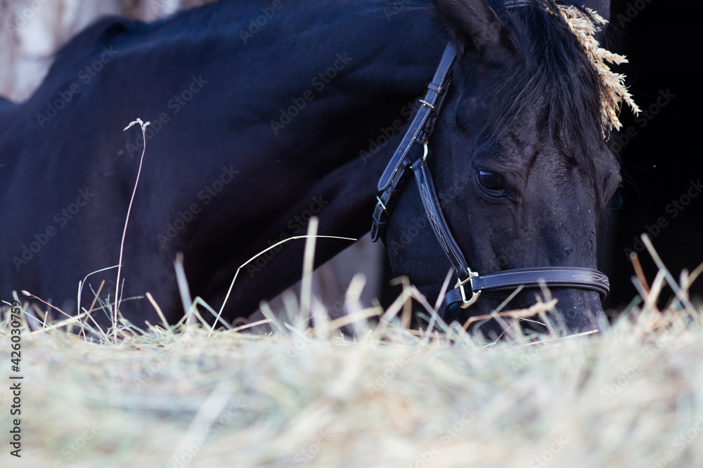 Obraz portrait of beautiful black horse posing nearly hay agaist black background