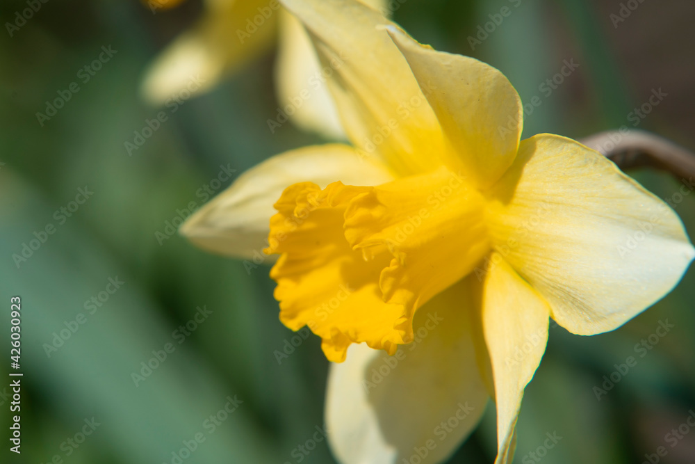 yellow spring flowers in the garden yellow spring flowers in the garden