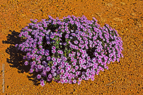 Pretty Vygie bush with purple and red flowers photo