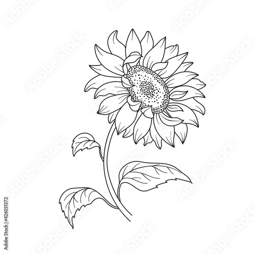 Sunflower. Flower with stem and leaves. Sunflower black contour on white background. Hand drawn vector illustration for your design.