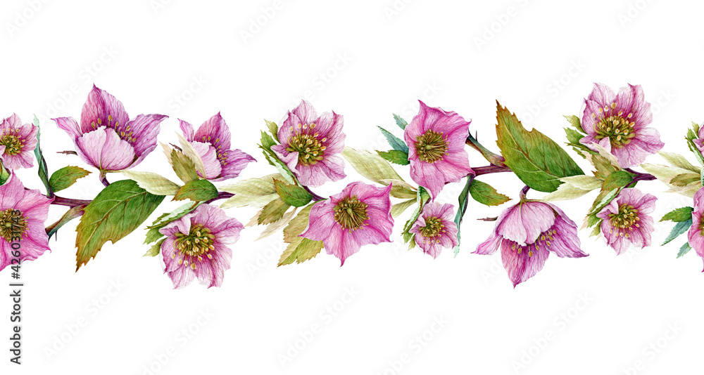Hellebore flower seamless border. Spring pink flowers in the full bloom with green leaves seamless decor. Beautiful spring and winter blooming helleborus flower border. On white background