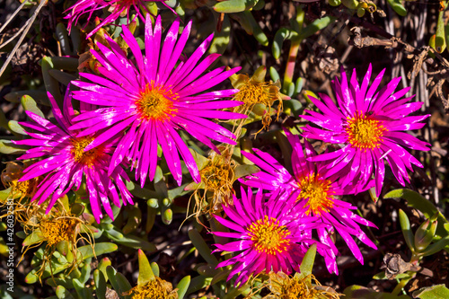Cluster of pink and yellow vygie wildflowers photo