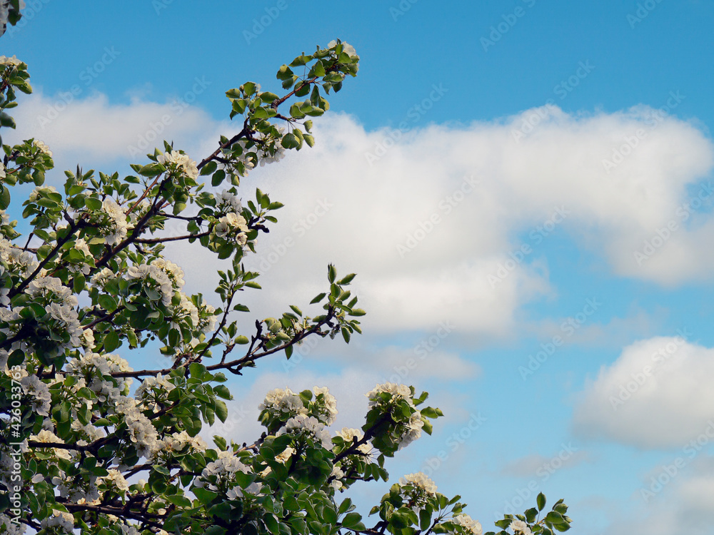 Spring flowers on a brach and cute clouds Spring flowers on a brach and cute clouds