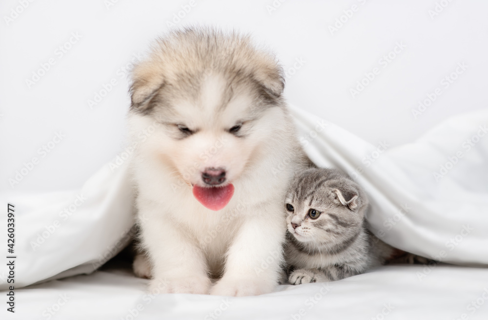 Fluffy Alaskan malamute puppy and gray kitten sit together under warm white blanket on a bed at home