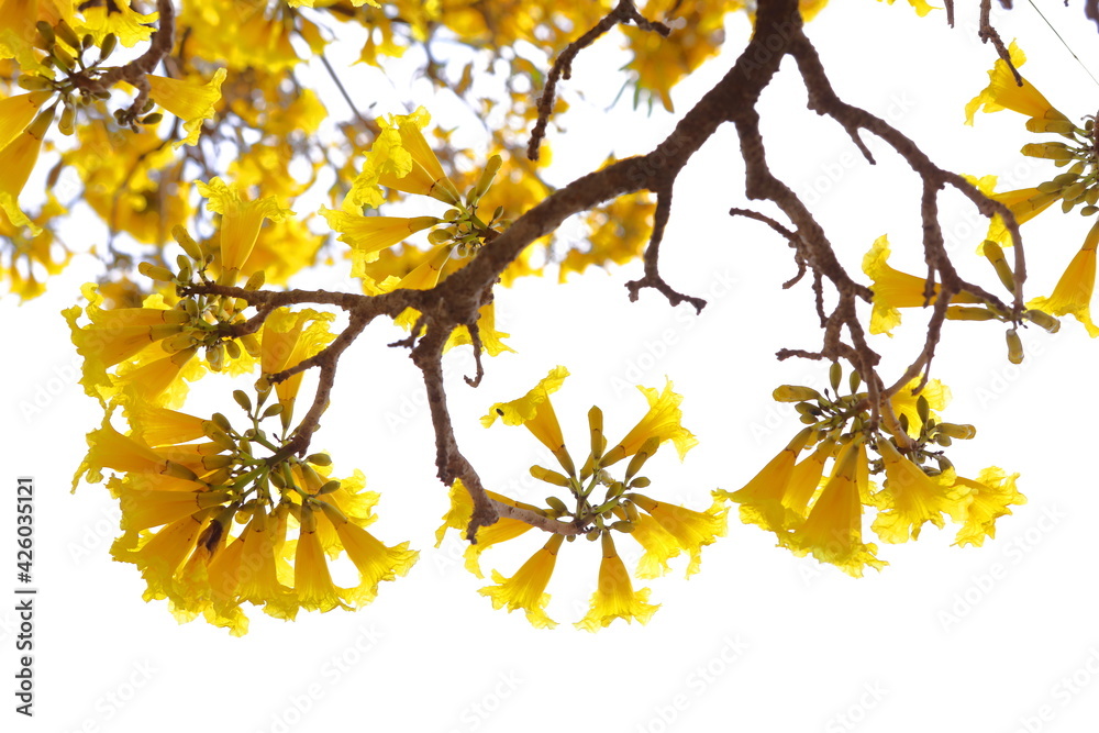 Handroanthus chrysanthus flowers blooming on the tree in the garden Handroanthus chrysanthus flowers blooming on the tree in the garden