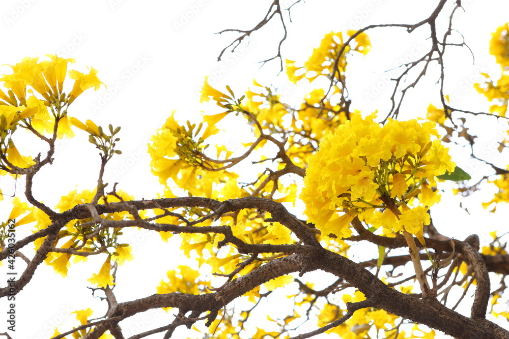 Handroanthus chrysanthus flowers blooming on the tree in the garden Handroanthus chrysanthus flowers blooming on the tree in the garden