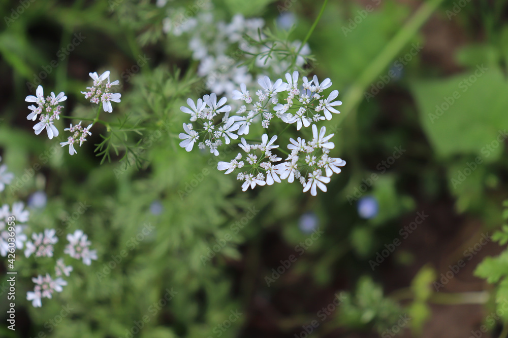 Coriander, Coriandrum sativum in an organic garden. It is also known as Chinese parsley. All parts of the plant are edible. Nature and food concept. Coriander, Coriandrum sativum in an organic garden. It is also known as Chinese parsley. All parts of the plant are edible. Nature and food concept.