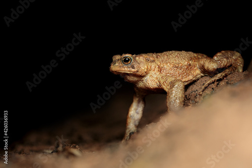 Erdkröte (Bufo bufo) während der Krötenwanderung © Andreas