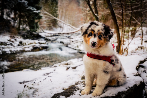 Fototapeta Naklejka Na Ścianę i Meble -  Adorable Australian Shepherd puppy on mountains adventure.